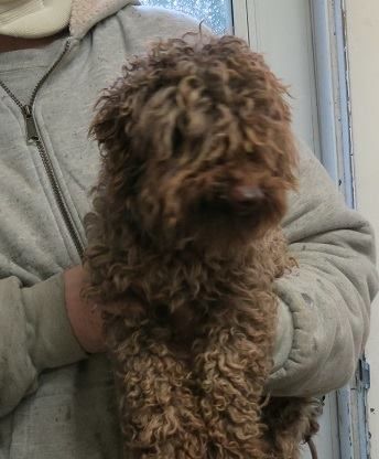 puppy_mill15.jpg